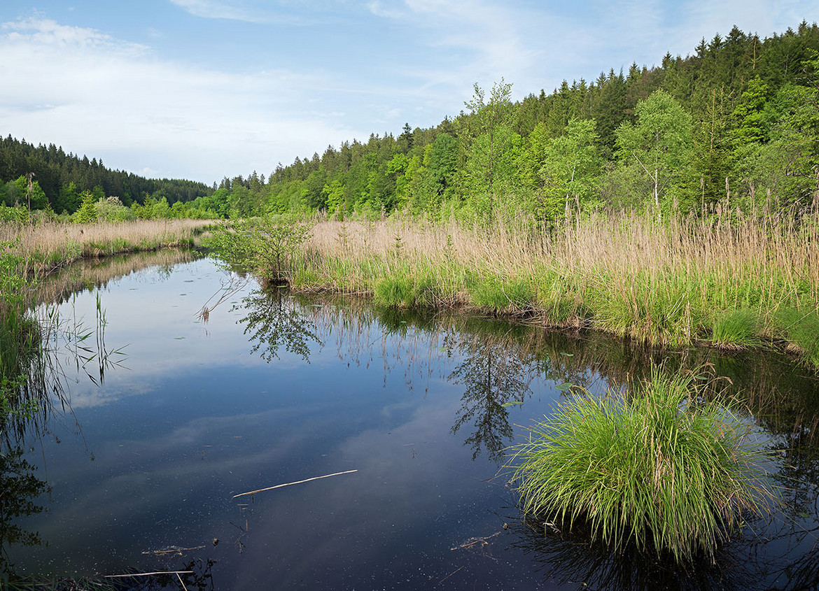 Fast auf Höhe der Wasseroberfläche schaut die Kamera dem Zulauf eines Gewässers in idyllischer Umgebung nach