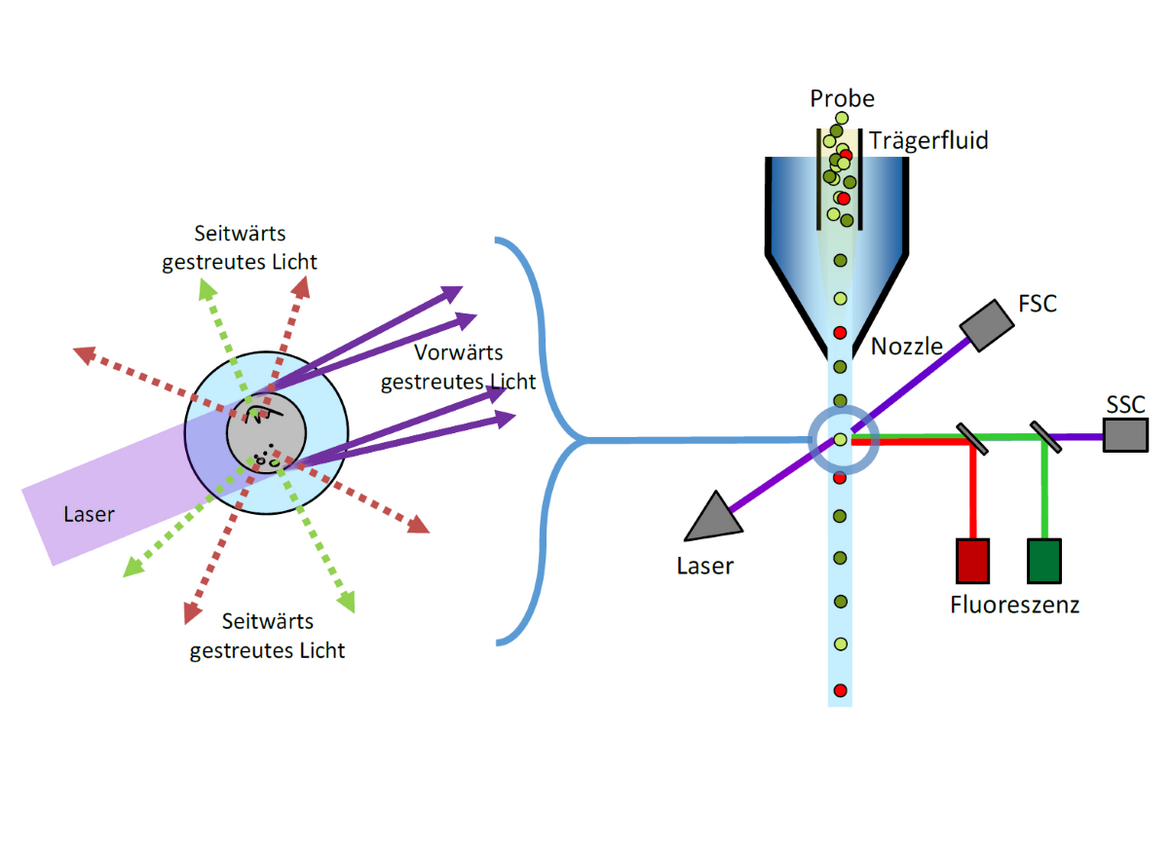 Prinzip der Durchflusszytometrie mit schematischem Aufbau des Messprinzips.